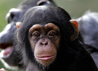 white chimpanzee black gorilla white chimpanzee black gorilla