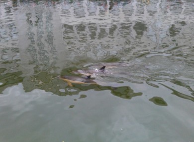 The three dolphins photographed in the River Lee, Cork City Centre, on 11 July
