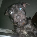 Patty: Black-haired female Patterdale. She has a bald patch where hair is noticeably missing over her left eye.