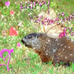 Just a woodchuck. With butterfly wings.
(Furryscaly via Flickr)