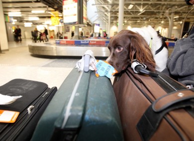 A sniffer dog searches for drugs in baggage (File photo)