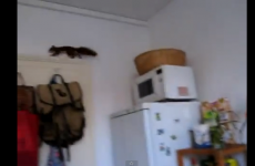 The best animal escape video you’ll see today