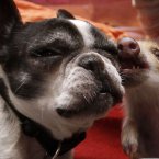 Little bulldogs nuzzling piglets help productivity (AP Photo/Michael Sohn)