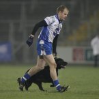 It falls to Monaghan's Dick Clerkin to escort the dog from the pitch.