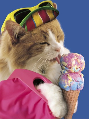 There's a lot more to Buzzfeed than cats, but there is a lot of them too.