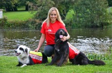 Irish Search Dogs and Missing Persons’ Helpline join forces