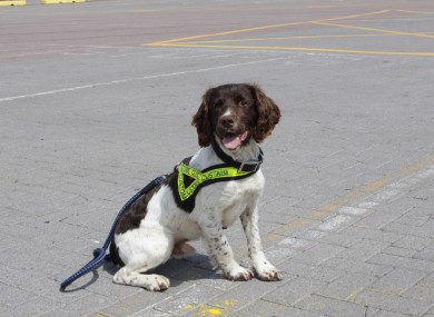 Ralph the sniffer dog