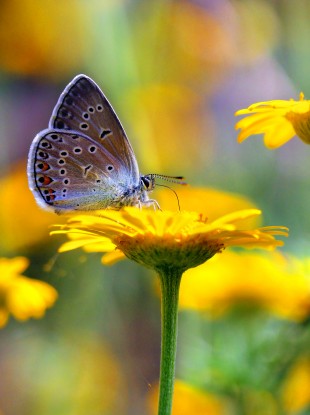 It was found that the Common Blue butterfly(Polyommatus icarus) has declined significantly.