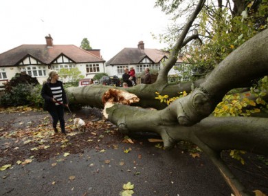 Passers-by examine a fallen tree lying across the road due in Shepherd's Hill, north London