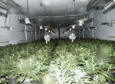 The growhouse in Tralee